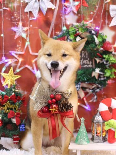 20231213リンちゃん